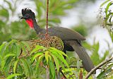 Crested Guan